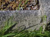 image of grave number 786937